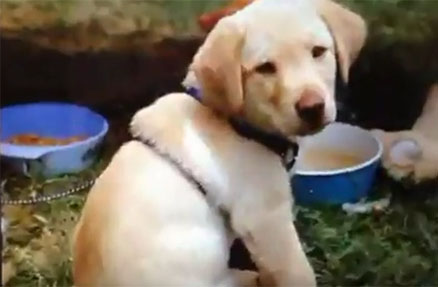 100 Steps to Living More Sustainable - #102 Sustainability for Your Dogs | Full of Useless Information