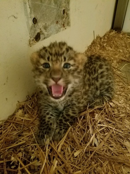 Baby Amur Leopard Cub at Greenville Zoo Baby Amur Leopard Cub at Greenville Zoo