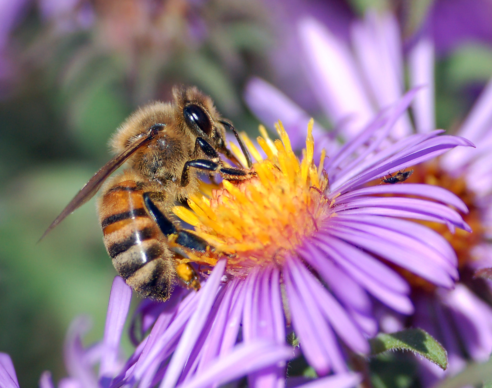 How to Save Bees and Pollinators in Your Own Home Garden How to Save Bees and Pollinators in Your Own Home Garden